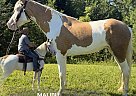 Kentucky Mountain - Horse for Sale in WHITLEY CITY, KY 42653