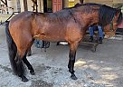 Macchiato - Stallion in Winter Garden, FL Macchiato - Stallion in Winter Garden, FL
