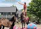 Quarter Horse - Horse for Sale in Fort Collins, CO 37091