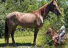 Tennessee Walking - Horse for Sale in WHITLEY CITY, KY 42653