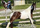 Spotted Saddle - Horse for Sale in Campbellville, KY 42718 Spotted Saddle - Horse for Sale in Campbellville, KY 42718