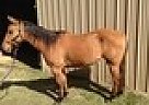 Quarter Horse - Horse for Sale in Troy, AL 36079