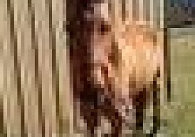 Quarter Horse (Quarter Horse, Mare) in Troy, AL