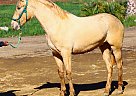 Andalusian - Horse for Sale in Canyon Country, CA 91387