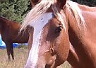 Missouri Fox Trotter - Horse for Sale in Boerne, TX 78006