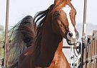 Stunning Arabian Stallion For Sa... Arabian Stallion