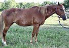 Quarter Horse - Horse for Sale in Owasso, OK 74055