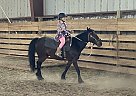 Tennessee Walking - Horse for Sale in Onaway, MI 49765