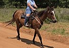 Thoroughbred - Horse for Sale in Wedgefield, SC 29168