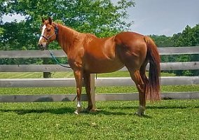 Barrel/Lesson Horse Speedy Girl