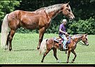 Rocky Mountain - Horse for Sale in Brodhead, KY 42634