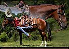 Quarter Horse - Horse for Sale in Mount Vernon, KY 40456
