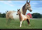 Tennessee Walking - Horse for Sale in New Haven, KY 40051