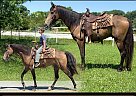 Tennessee Walking - Horse for Sale in Houston, MO 65483