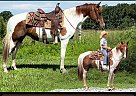 Missouri Fox Trotter - Horse for Sale in Houston, MO 65483