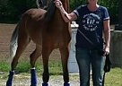 TWH Yearling FOR Sale Tennessee Walking Mare