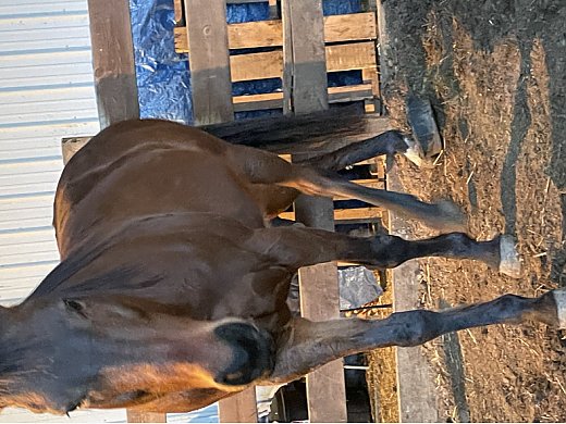 8-Year-old TB Gelding