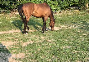 Thoroughbred