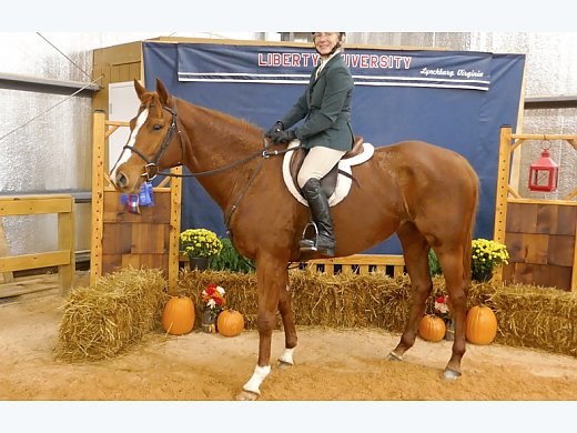 AQHA 6 yr. old all Around Mare