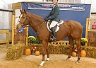 Appendix - Horse for Sale in Bedford, VA 24523