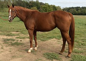 Quarter Horse (Quarter Horse, Mare) in Bedford, VA
