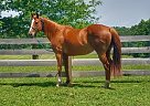 Barrel/Lesson Horse Speedy Girl