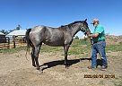 ER Smarty Girl - Mare in Leola, SD ER Smarty Girl - Mare in Leola, SD