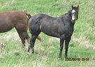 Cool Velvet Bars - Mare in Milnor, ND Cool Velvet Bars - Mare in Milnor, ND