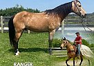 Kentucky Mountain - Horse for Sale in Moscow, TN 45153 Kentucky Mountain - Horse for Sale in Moscow, TN 45153