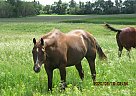 Cool Lady - Mare in Milnor, ND Cool Lady - Mare in Milnor, ND