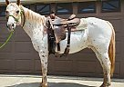 Appaloosa - Gelding in Bemidji, MN Appaloosa - Gelding in Bemidji, MN