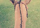 Mule - Horse for Sale in Wedgefield, SC 29168