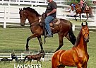 Tennessee Walking - Horse for Sale in Lynnville, TN 38472