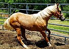 Legacy - Gelding in Taylor, AR Legacy - Gelding in Taylor, AR