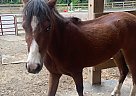Blue - Gelding in Easton, CT Blue - Gelding in Easton, CT