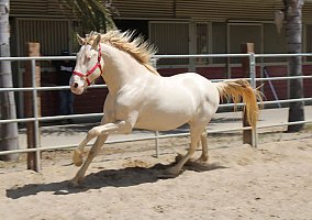 Andalusian / PRE
