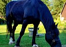 Percheron - Horse for Sale in Comstock Park, MI 49321