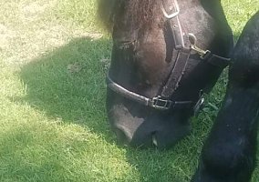 Percheron