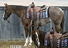 Quarter Horse - Horse for Sale in Wayne, PA 37091