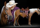 Missouri Fox Trotter - Horse for Sale in , MO 65706