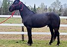 Friesian - Horse for Sale in Bemidji, MN 56601