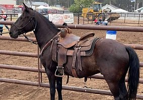Rustler (Friesian, Gelding) in Bemidji, MN