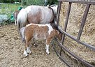 needs one - Stallion in Ames, IA needs one - Stallion in Ames, IA