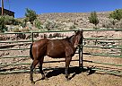 Quarter Horse - Horse for Sale in Antimony, UT 84712