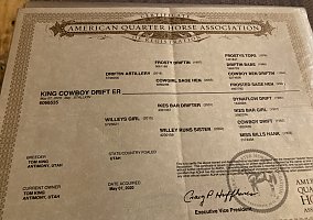 Quarter Horse (Quarter Horse, Gelding) in Antimony, UT