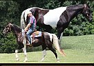 Tennessee Walking - Horse for Sale in Brodhead, KY 42634