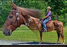 Missouri Fox Trotter - Horse for Sale in Jamestown, TN 38556