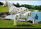 Miniature - Horse for Sale in Princeton, WV 24739