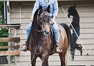 Bravo - Gelding in Courtenay, BC Bravo - Gelding in Courtenay, BC