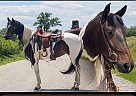 Spotted Saddle - Horse for Sale in Bloomfield, IA 52537